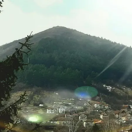 Borovi